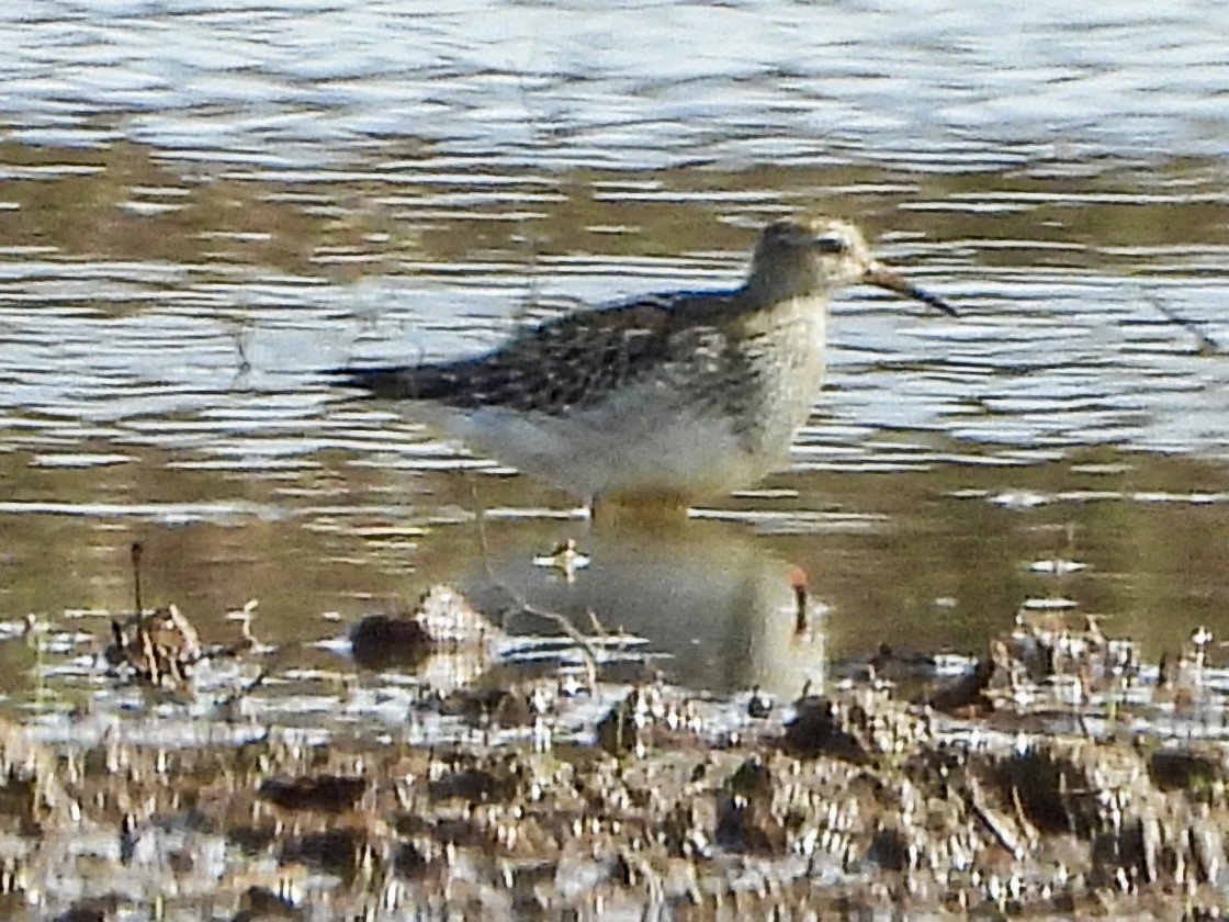 Pectoral Sandpiper - ML642872759