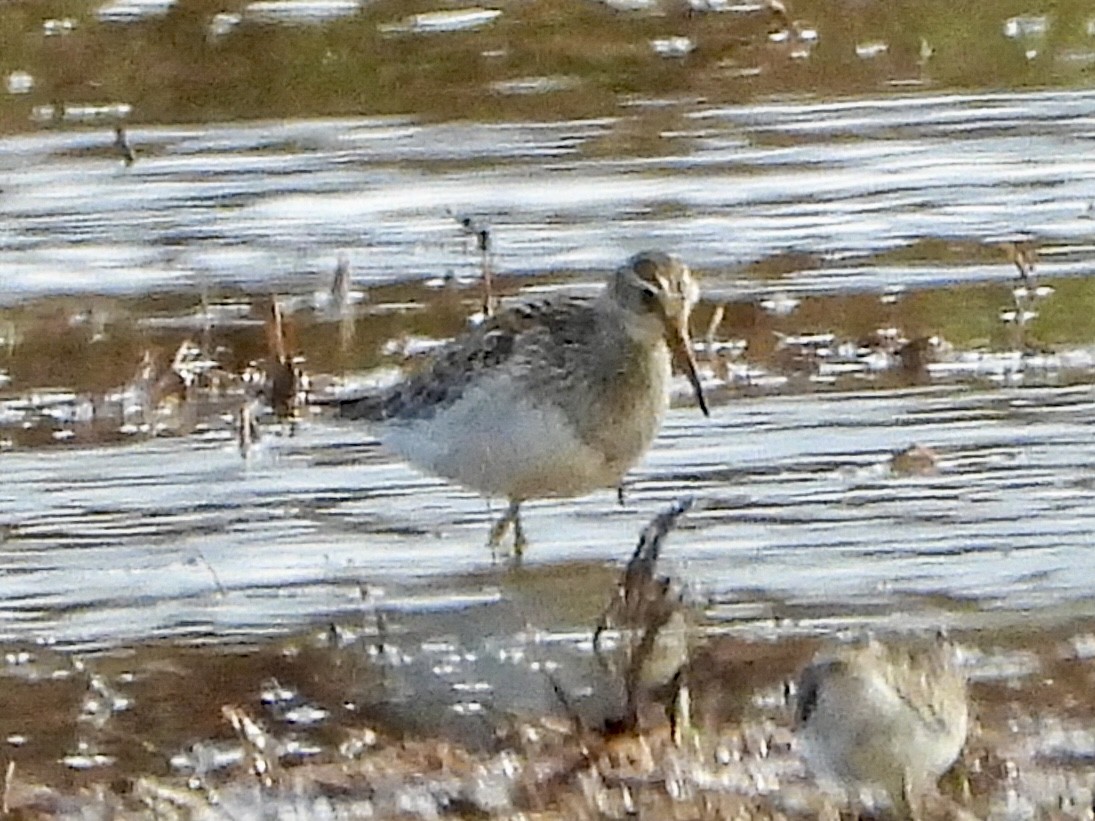 Pectoral Sandpiper - ML642872760