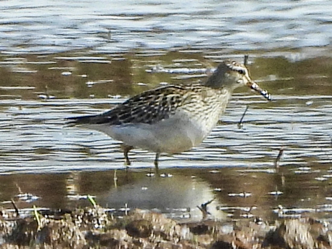Pectoral Sandpiper - ML642872761