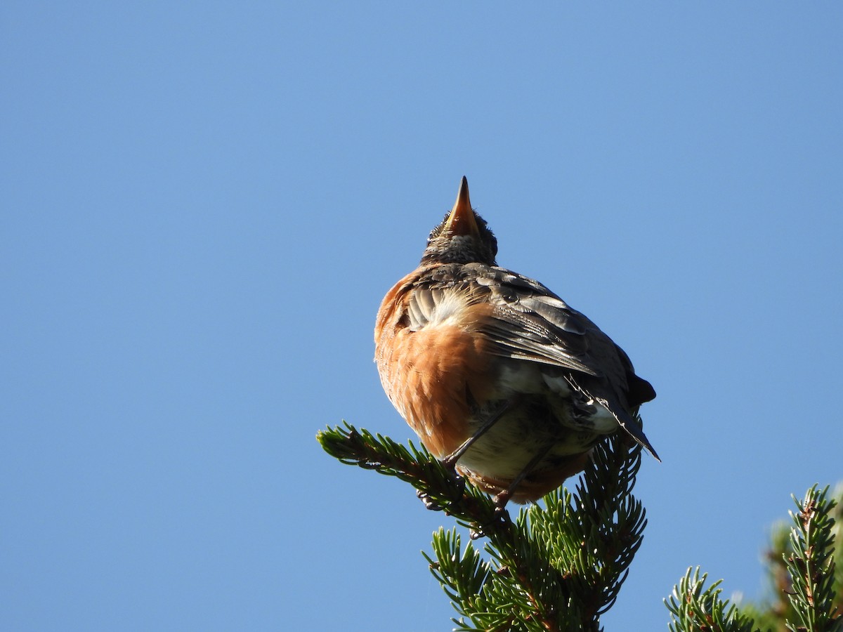 American Robin - ML642872762