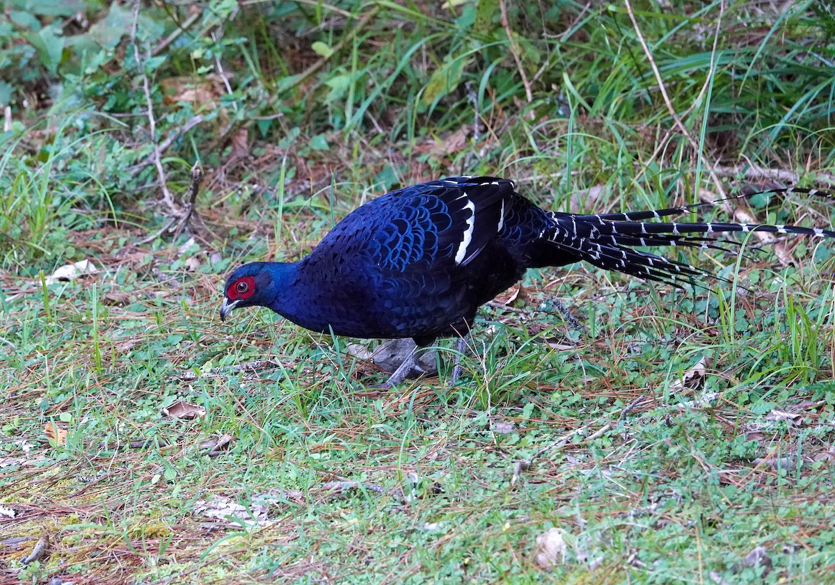 Mikado Pheasant - ML642872766