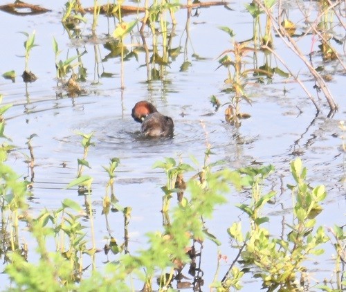 Little Grebe - ML642872771