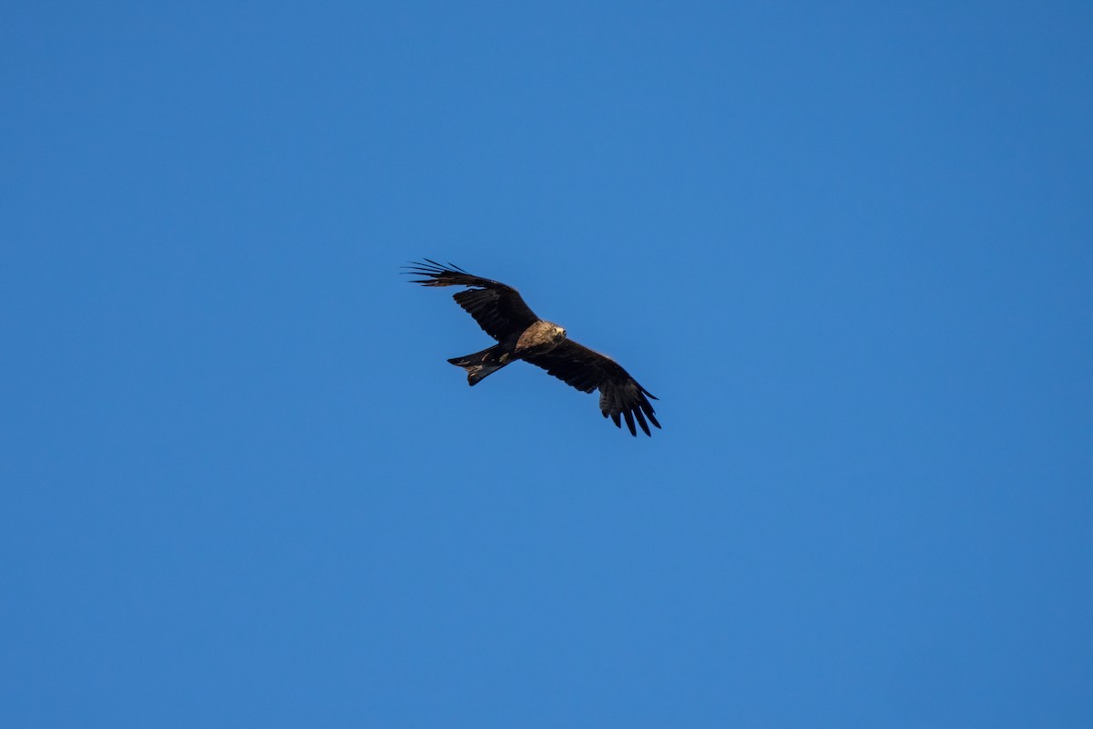 Black Kite - ML642872801