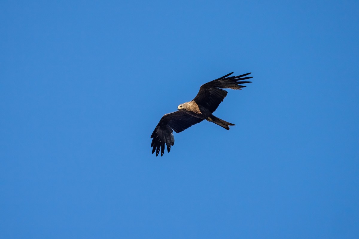 Black Kite - ML642872802