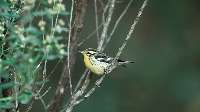 キマユアメリカムシクイ - ML642872810