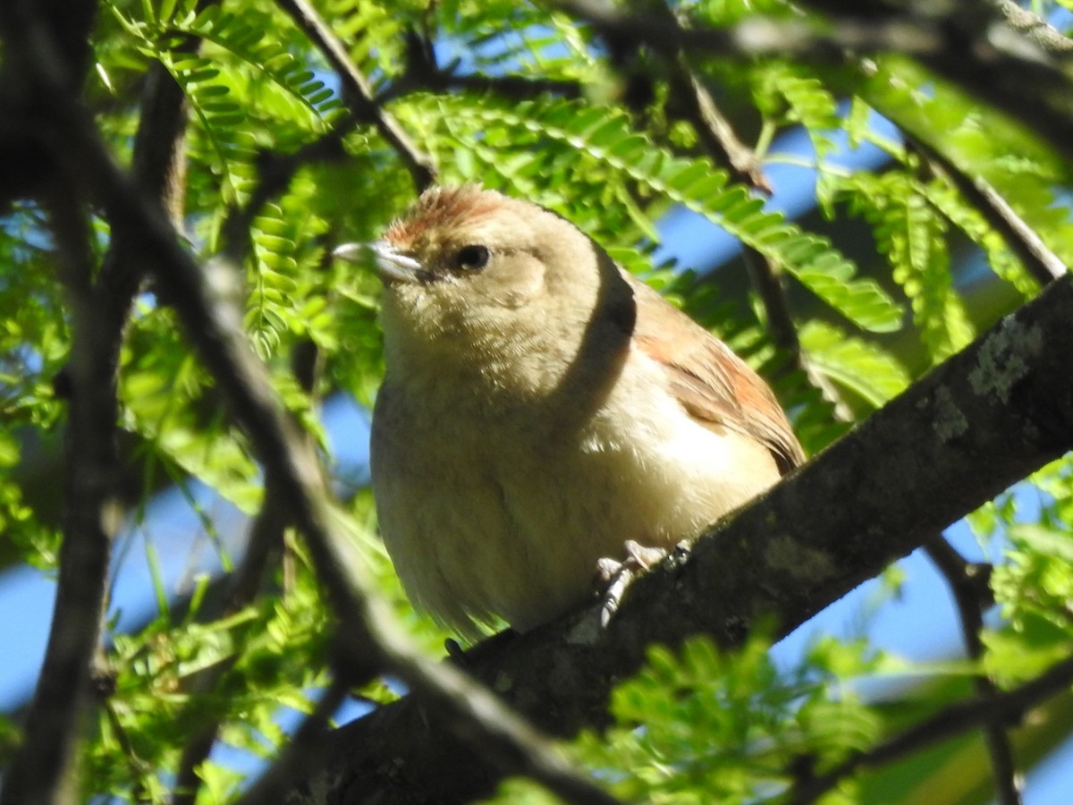 Little Thornbird - ML642872816