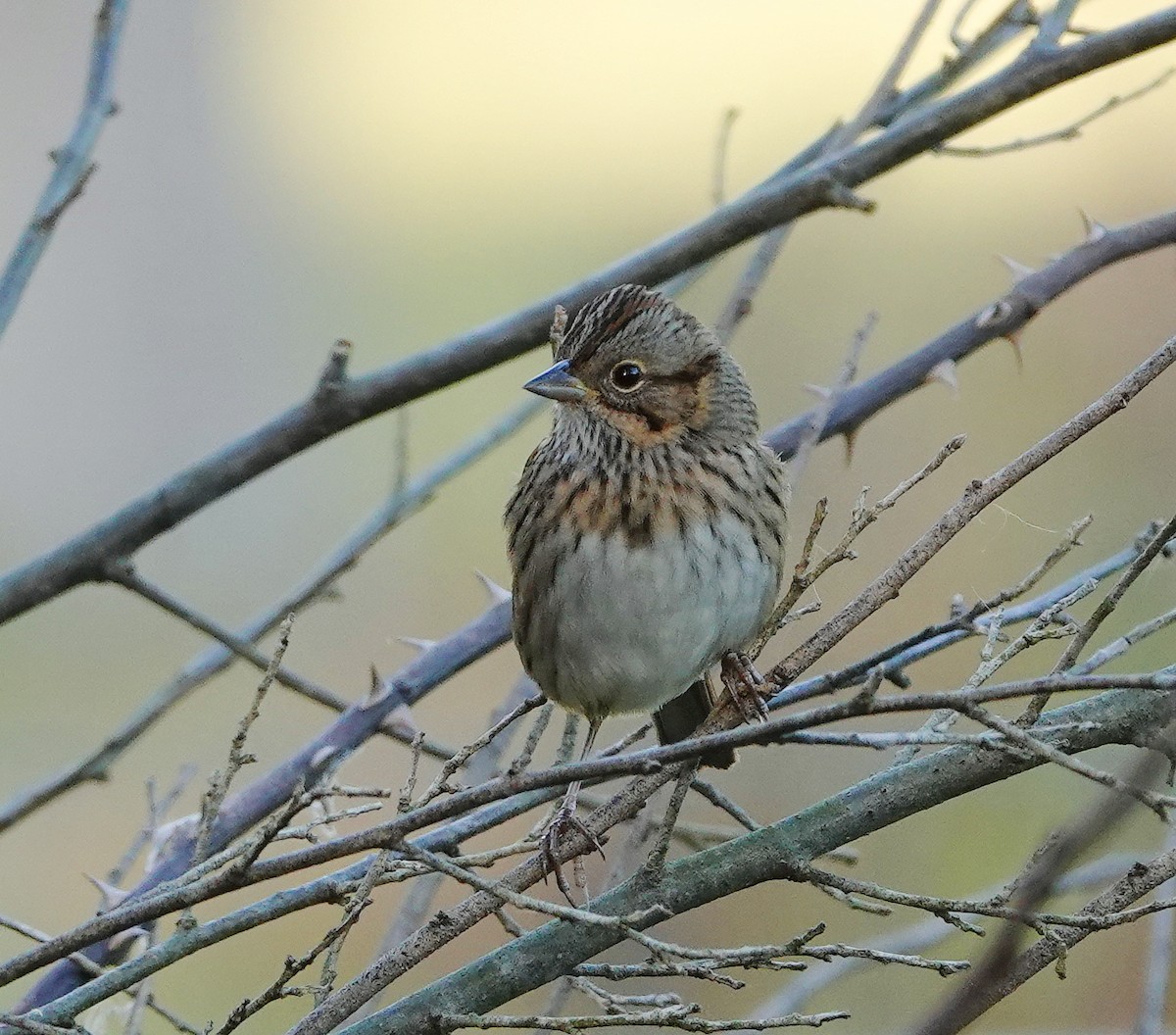 Lincoln's Sparrow - ML642872817