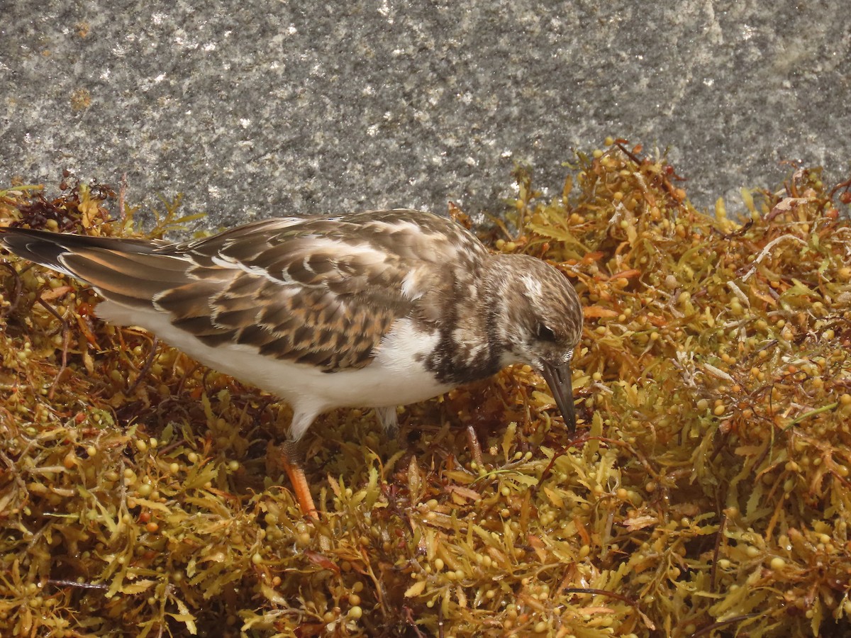 Ruddy Turnstone - ML642872819