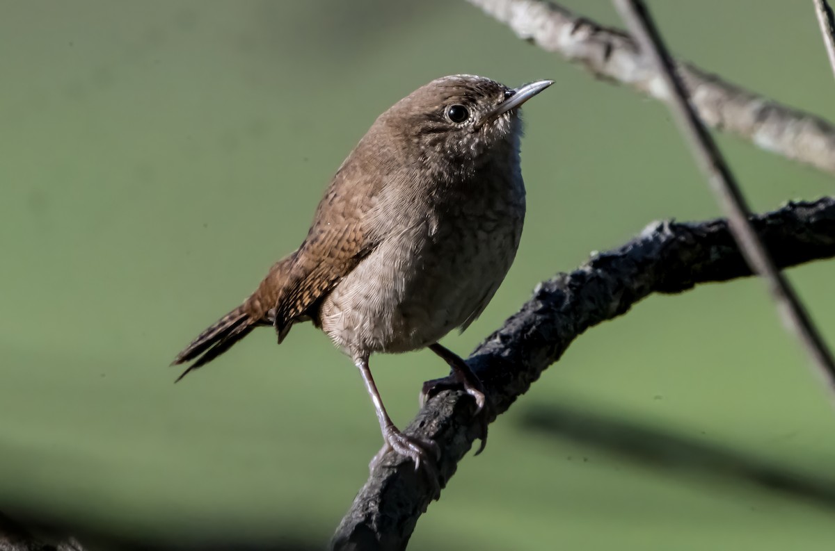 Northern House Wren (Northern) - ML642872822