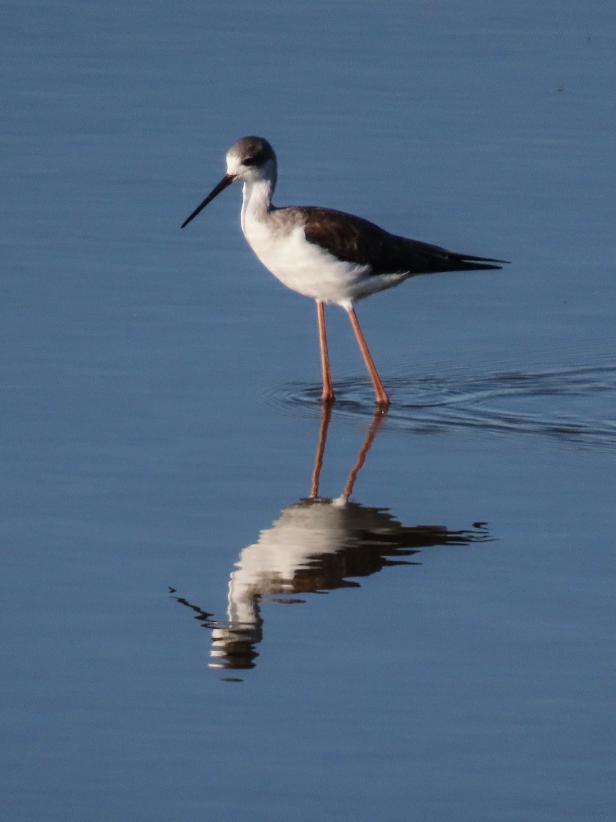 Black-winged Stilt - ML642872823