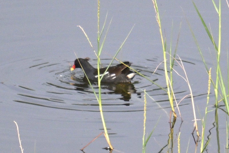 Eurasian Moorhen - ML642872827