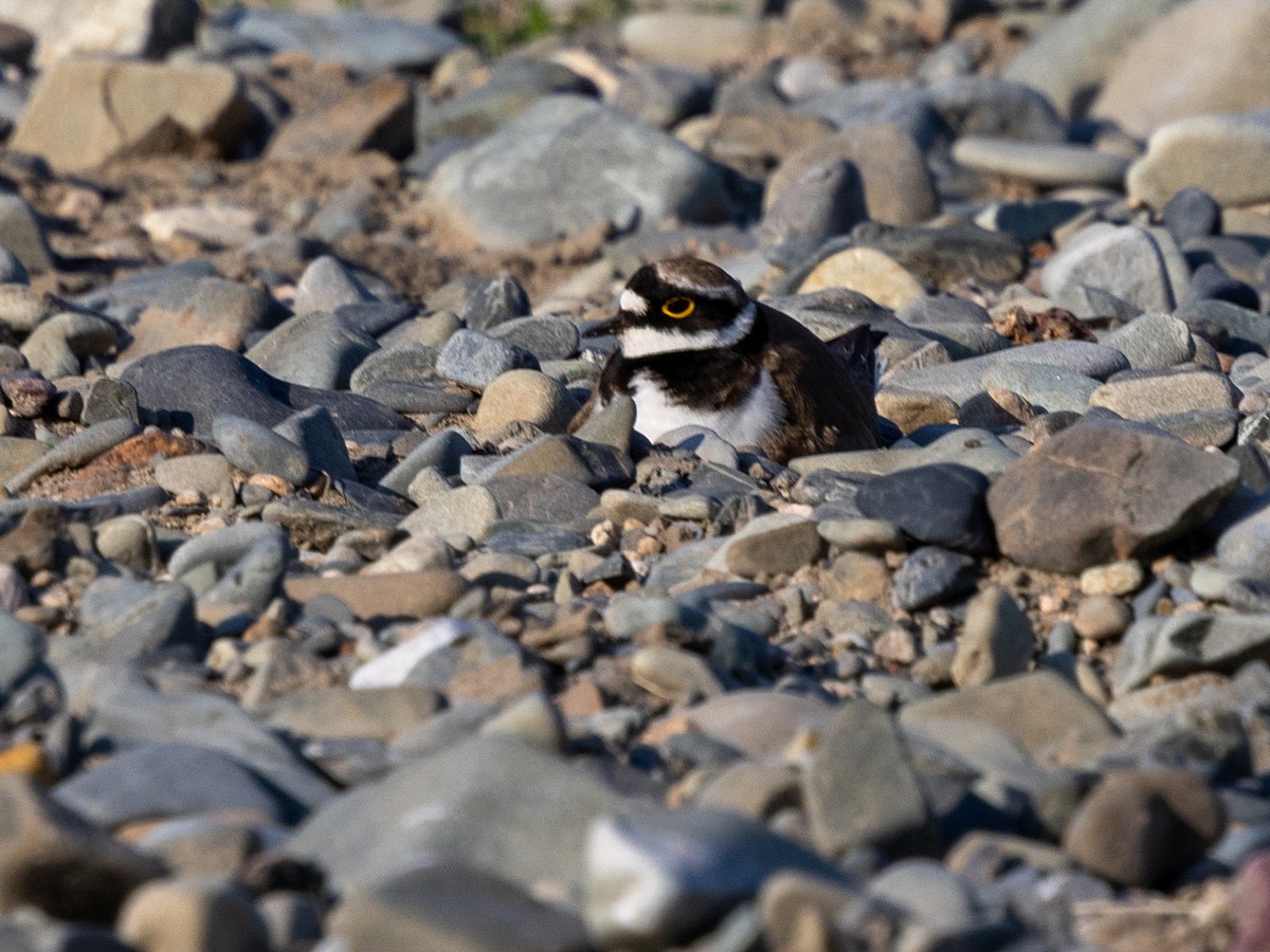 Little Ringed Plover - ML642872828