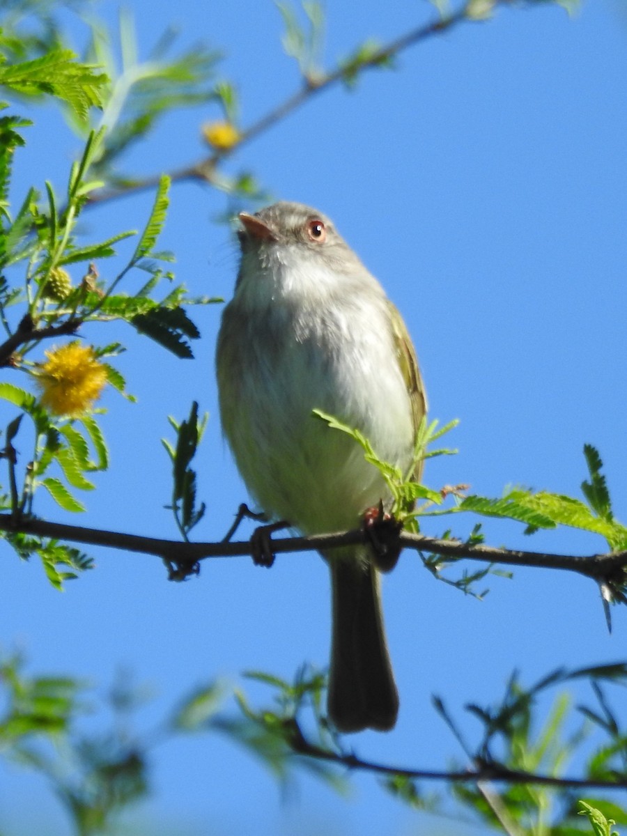 Pearly-vented Tody-Tyrant - ML642872829