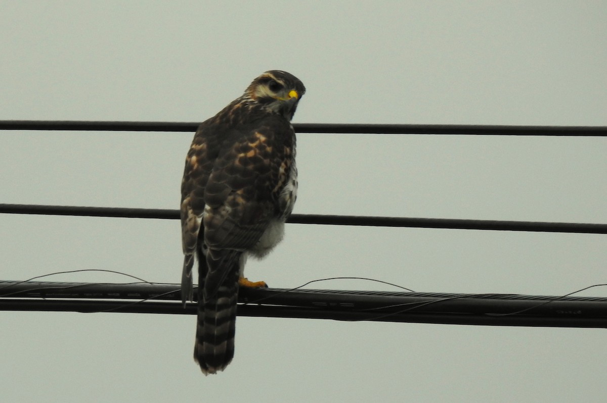 Gray Hawk - ML642872830