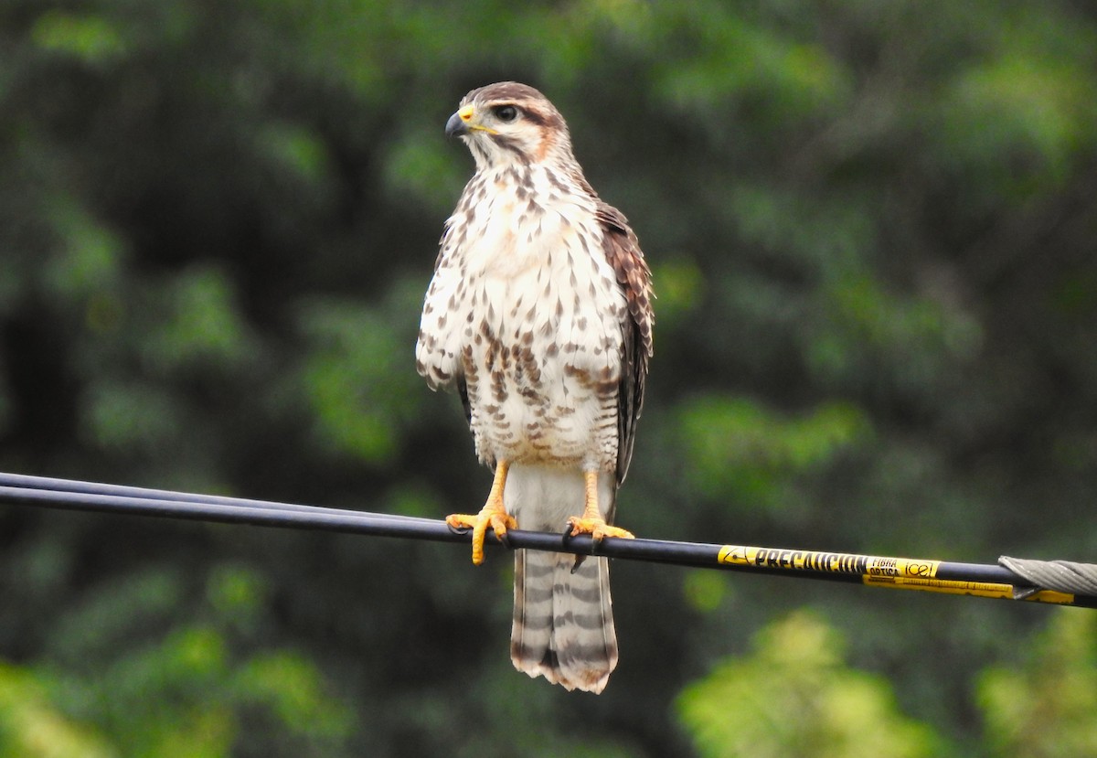 Gray Hawk - ML642872831