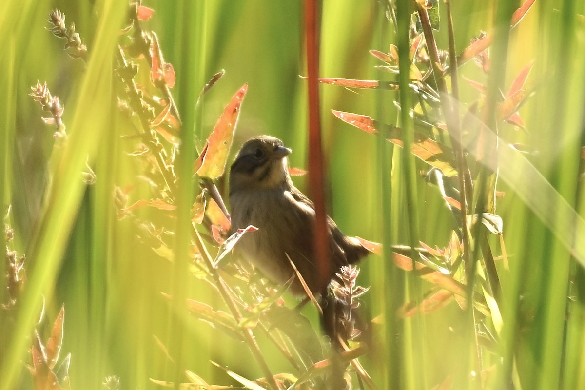 Swamp Sparrow - ML642872832