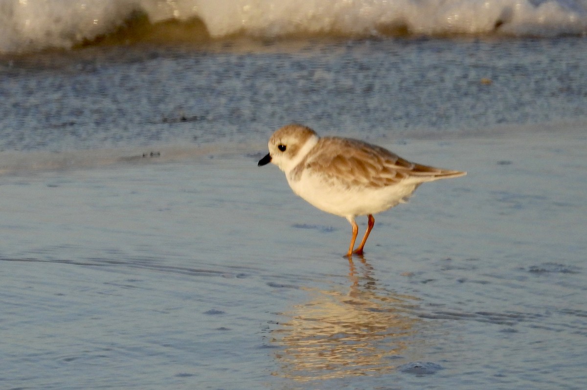 Piping Plover - ML642872834