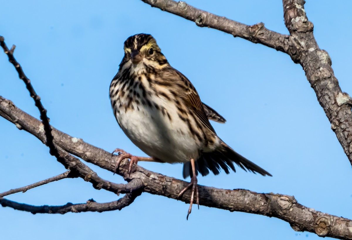 Savannah Sparrow (Savannah) - ML642872835