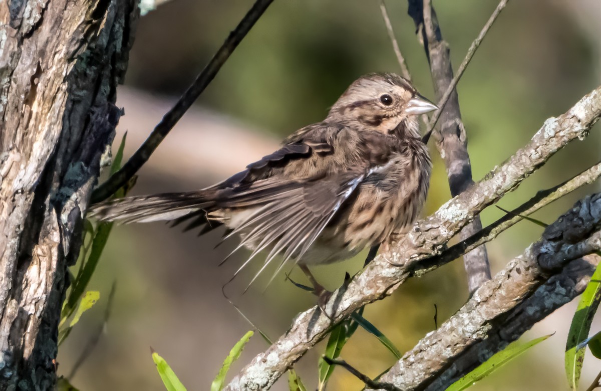 Savannah Sparrow (Savannah) - ML642872836