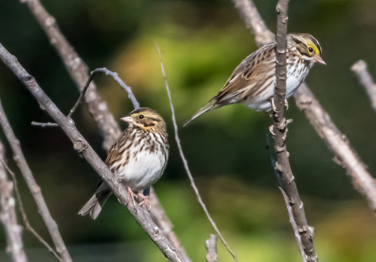 Savannah Sparrow (Savannah) - ML642872837