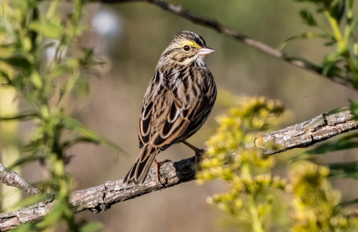 Savannah Sparrow (Savannah) - ML642872838