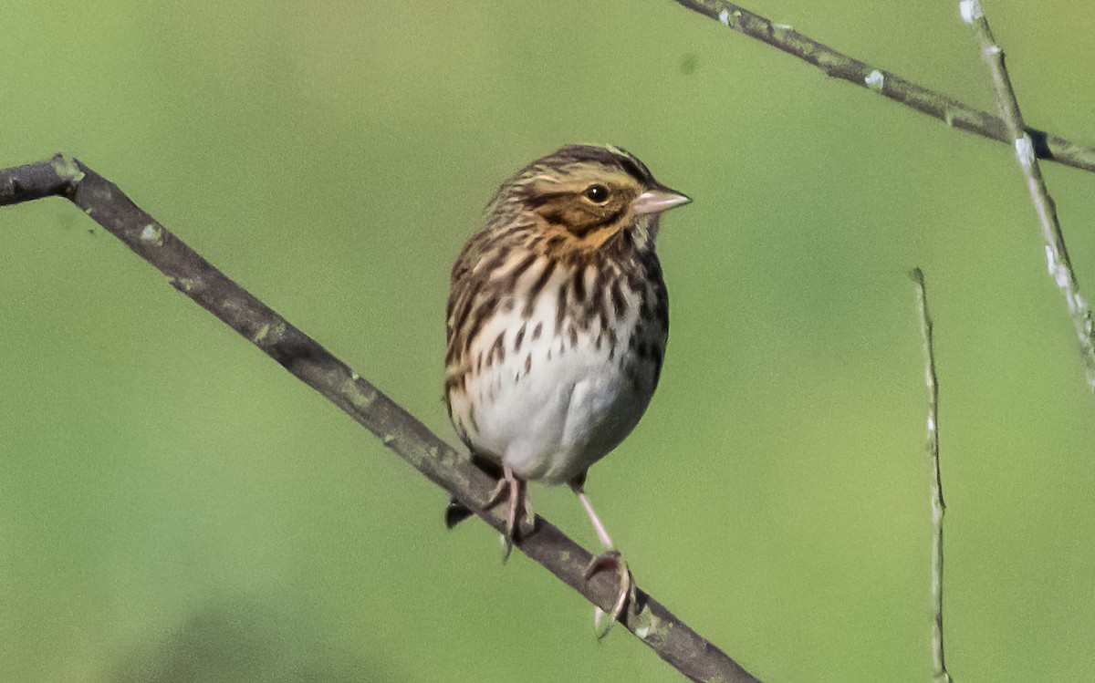Savannah Sparrow (Savannah) - ML642872839