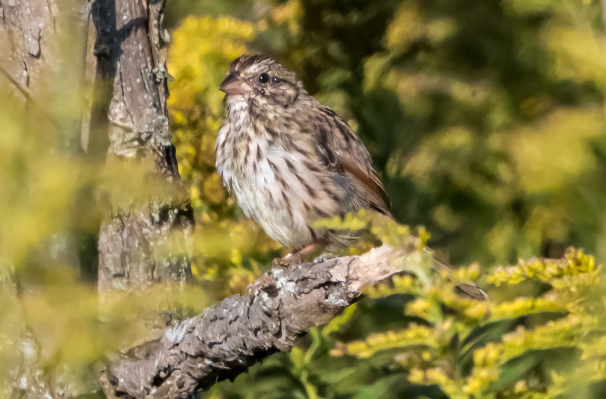 Savannah Sparrow (Savannah) - ML642872840