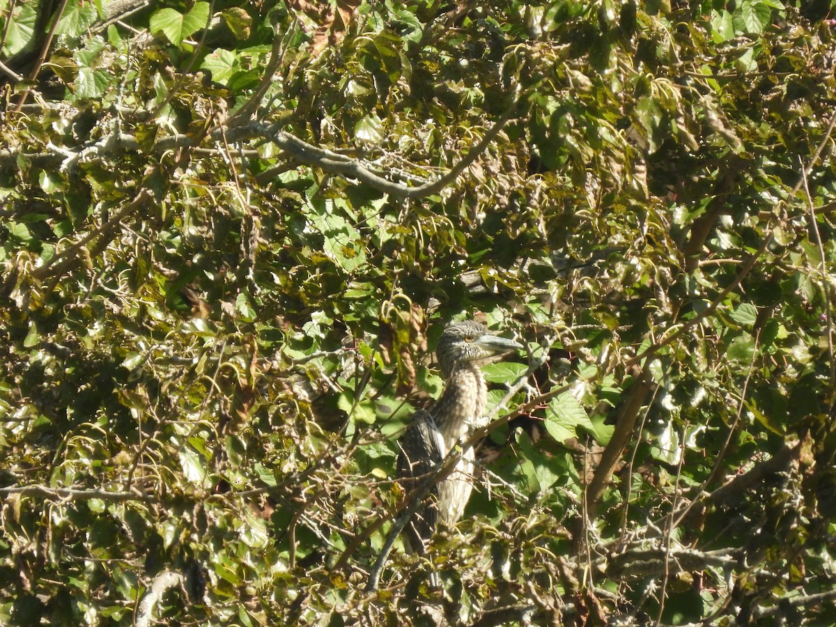 Yellow-crowned Night Heron - ML642872841