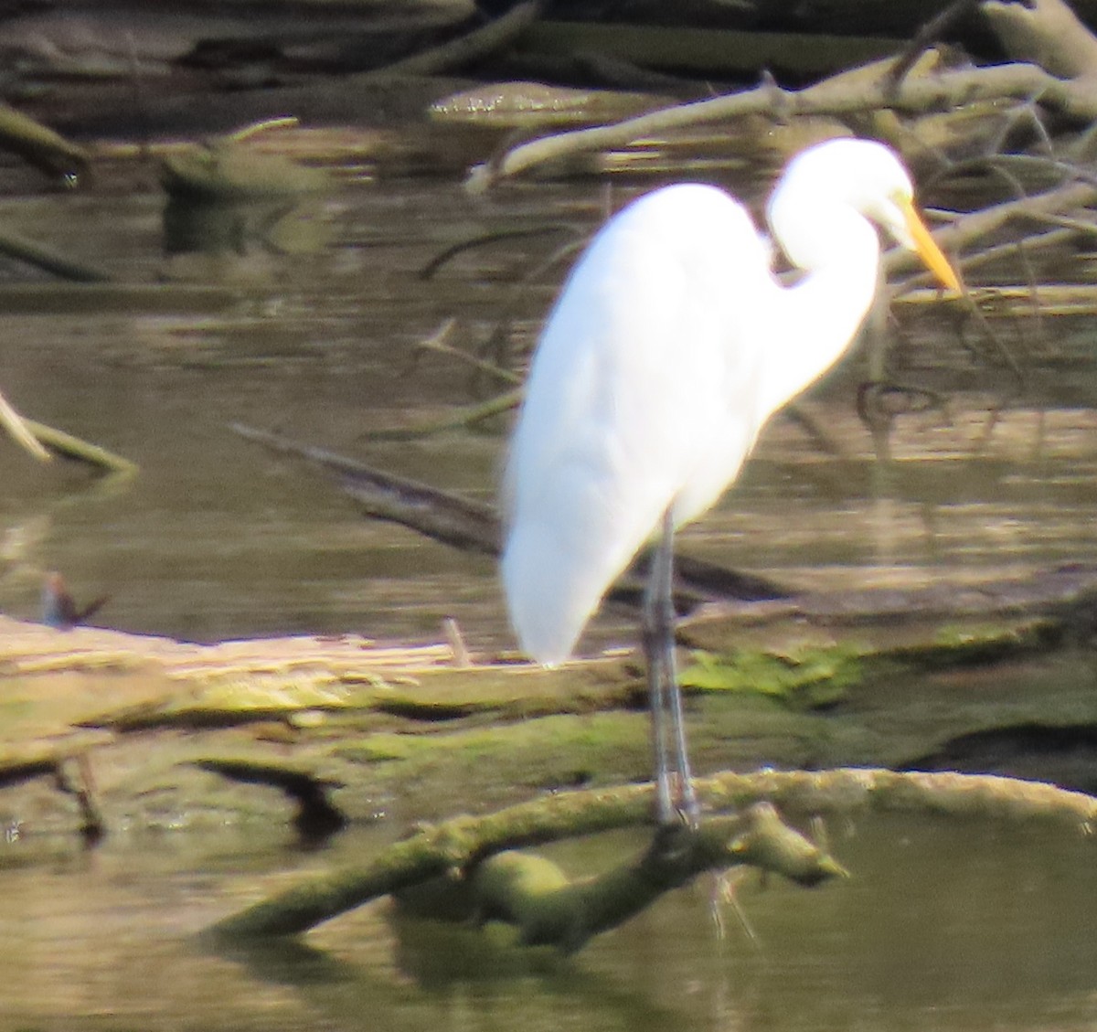 Great Egret - ML642872842