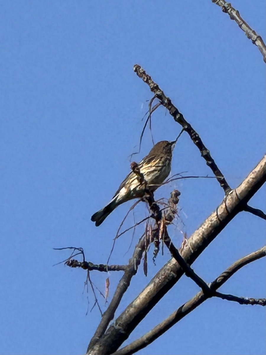 Yellow-rumped Warbler - ML642872850