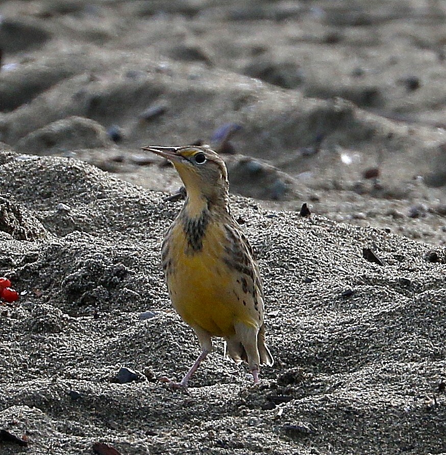Western Meadowlark - ML642872852