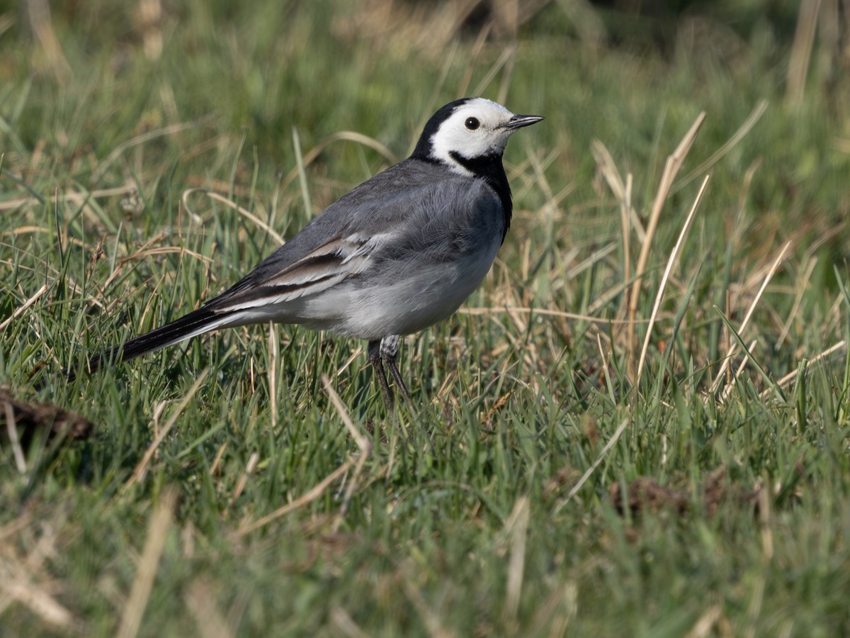White Wagtail (Transbaikalian) - ML642872853