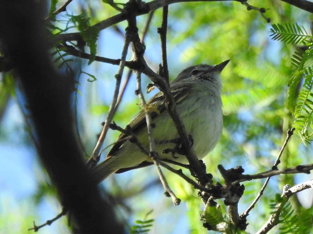 Plain Tyrannulet - ML642872856