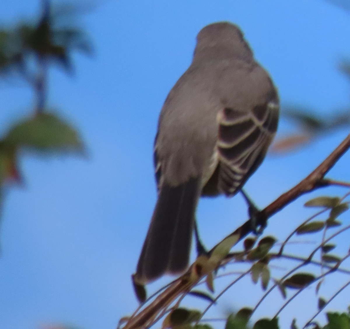 Northern Mockingbird - ML642872861