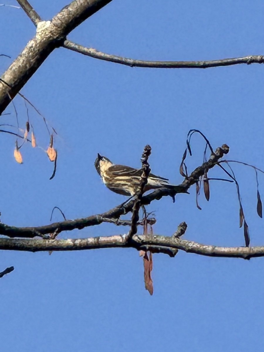 Yellow-rumped Warbler - ML642872863