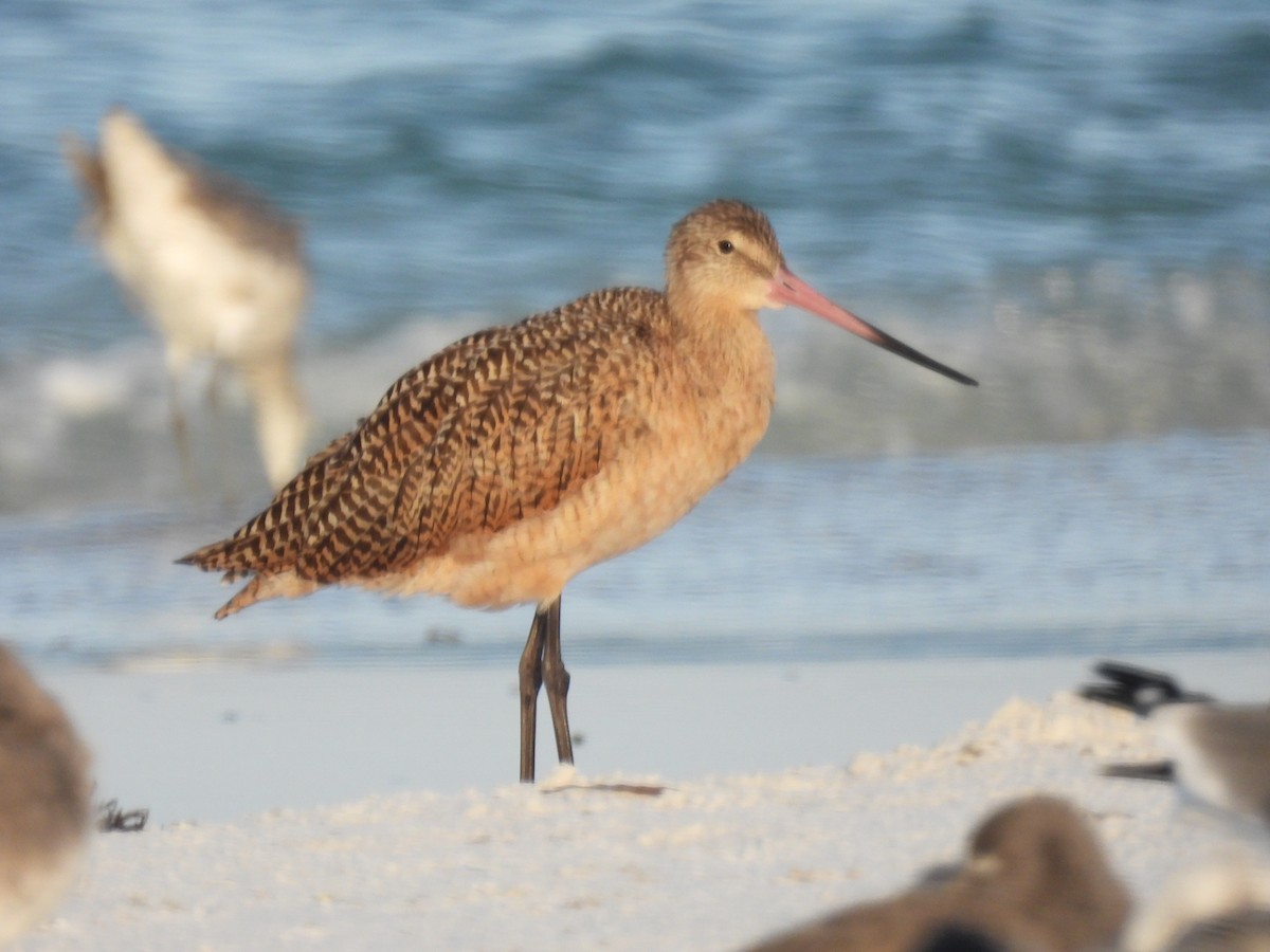 Marbled Godwit - ML642872866
