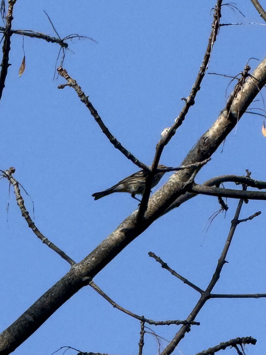 Yellow-rumped Warbler - ML642872867