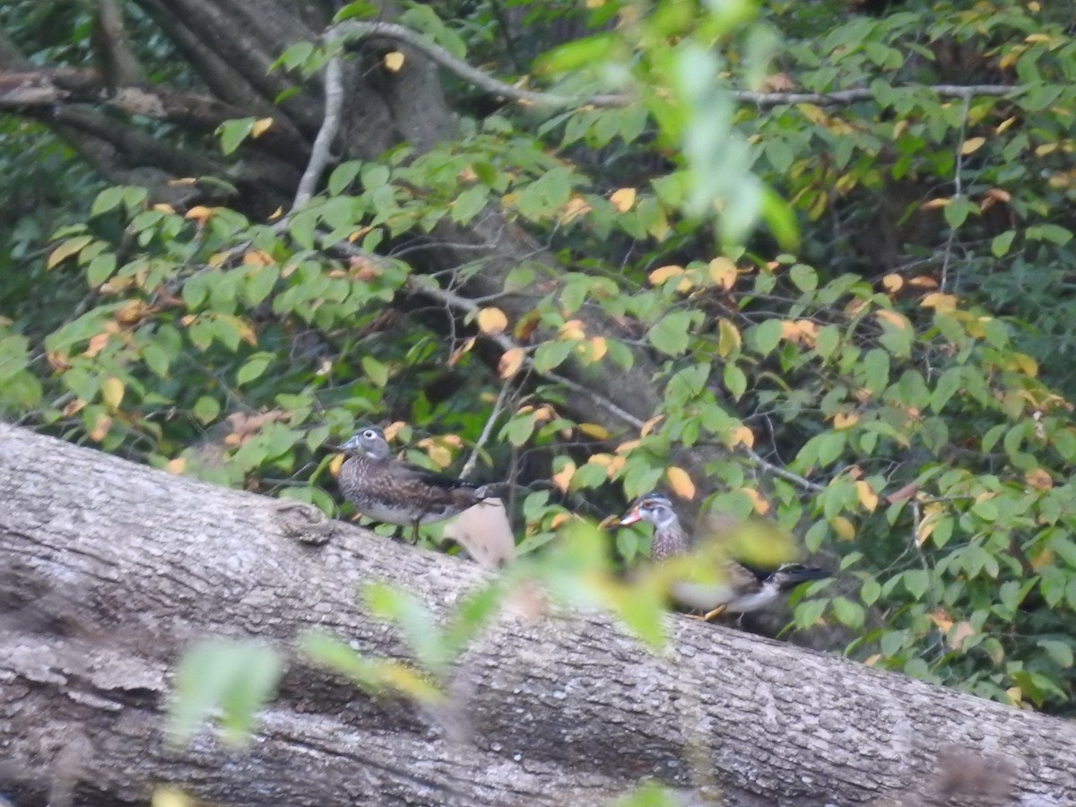 Wood Duck - ML642872871