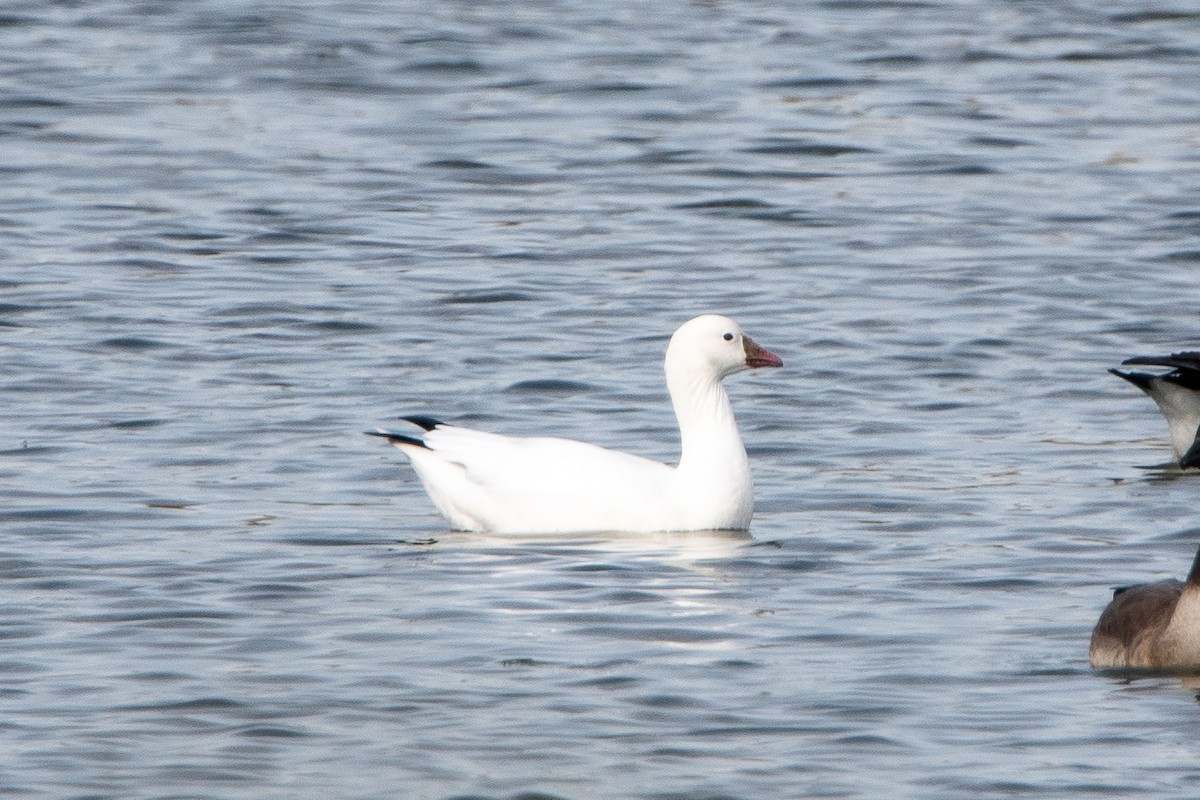 Ross's Goose - ML642872888