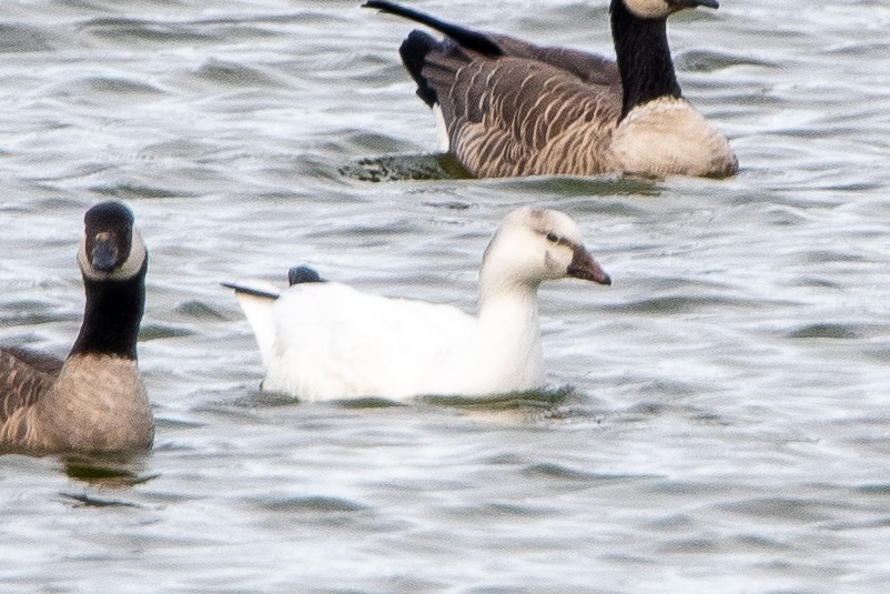 snøgås/eskimogås - ML642872898