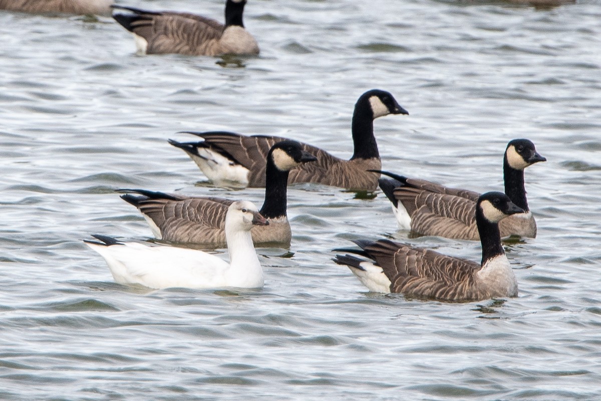 snøgås/eskimogås - ML642872899