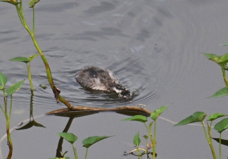 Little Grebe - ML642872910