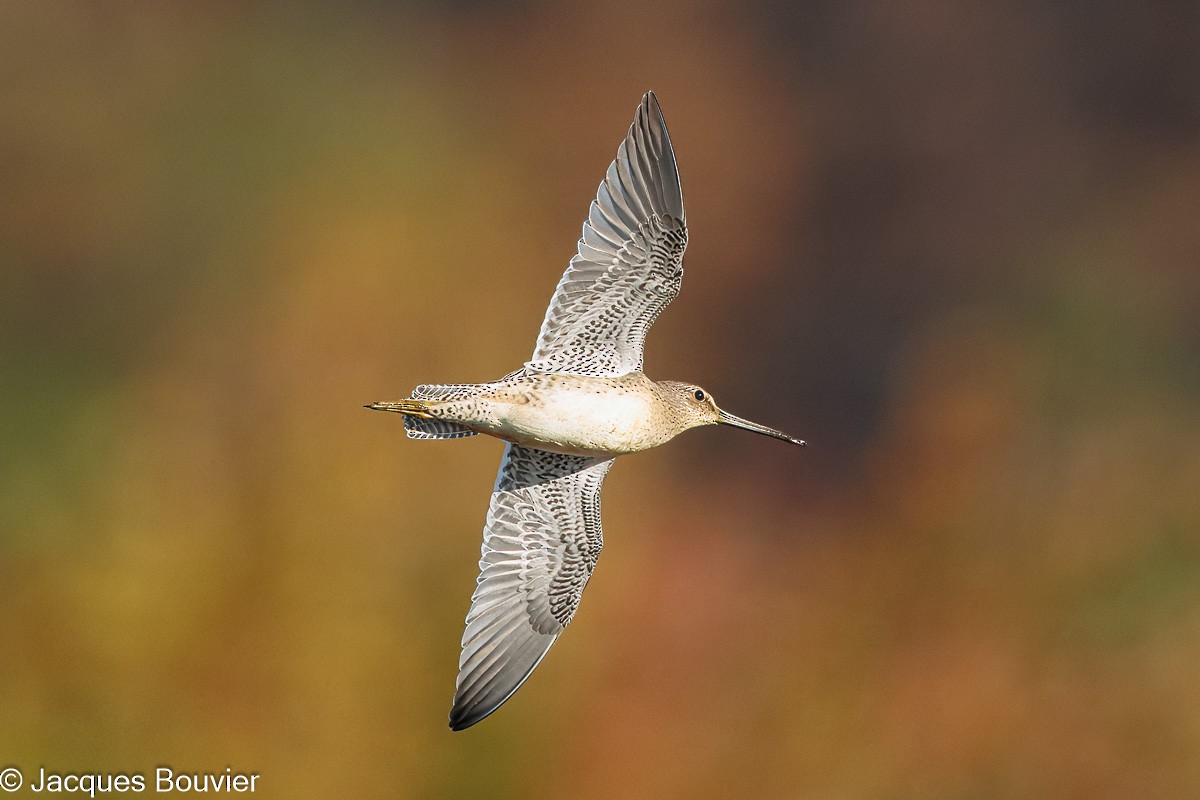 Long-billed Dowitcher - ML642872926
