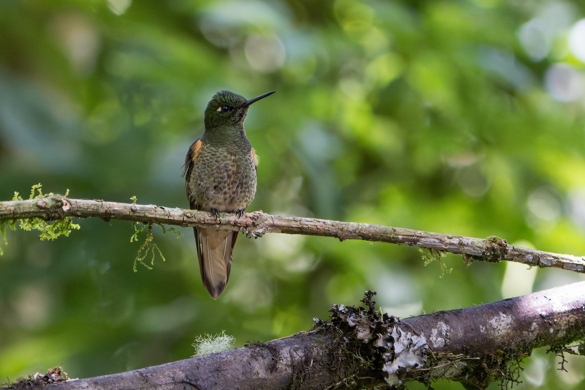 Buff-tailed Coronet - ML642872927