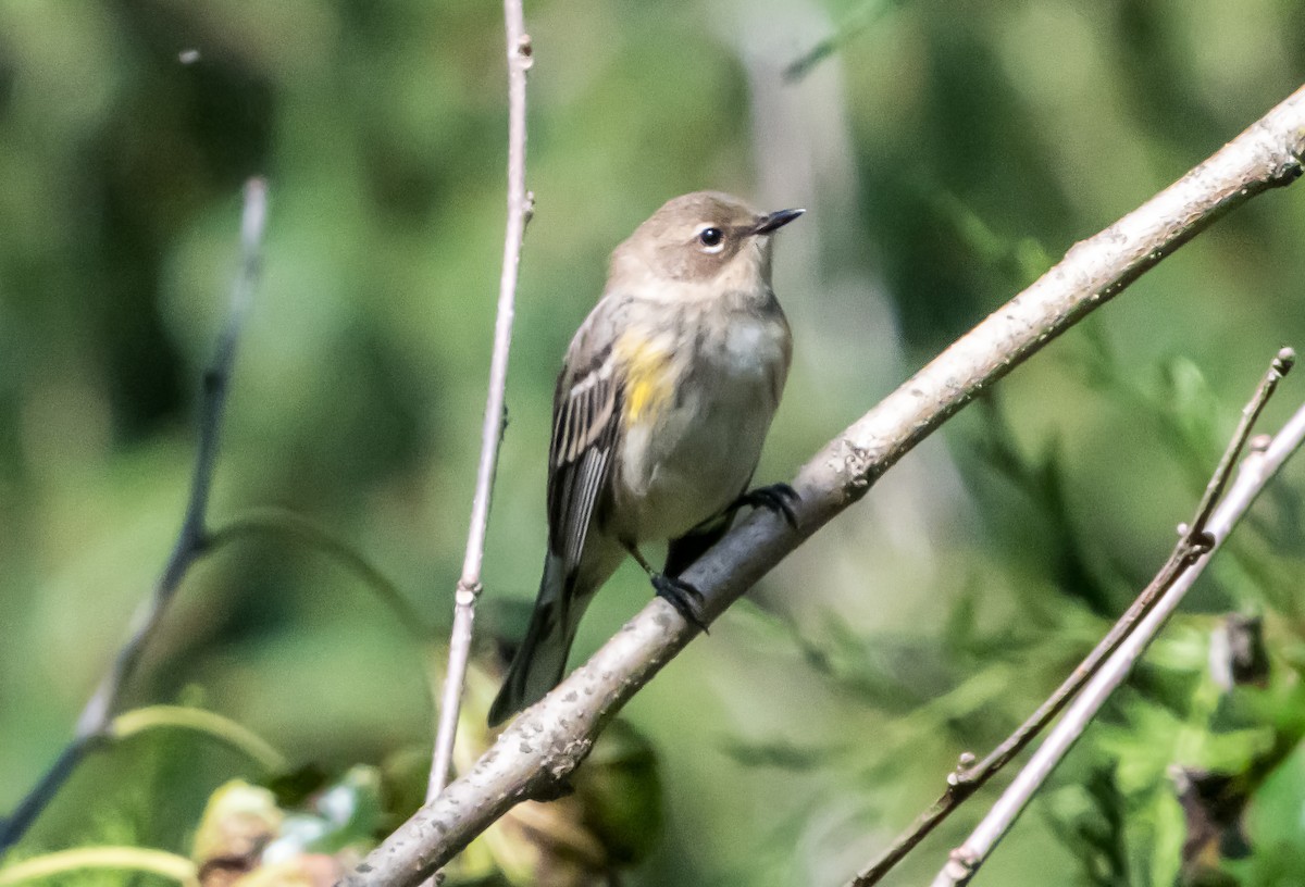 Yellow-rumped Warbler (Myrtle) - ML642872930