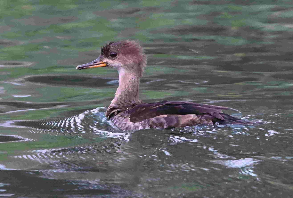 Hooded Merganser - ML642872933