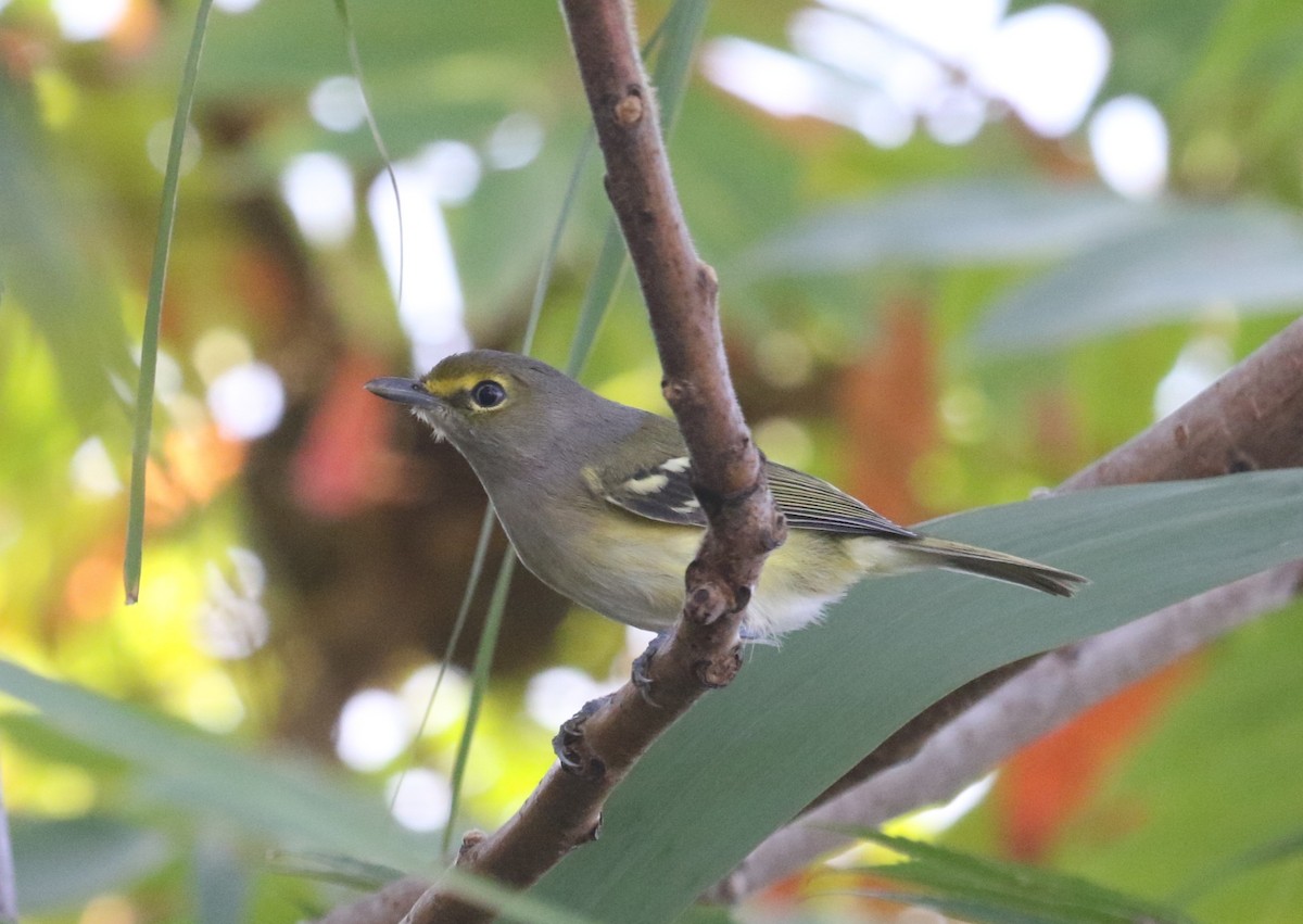 White-eyed Vireo - ML642872934