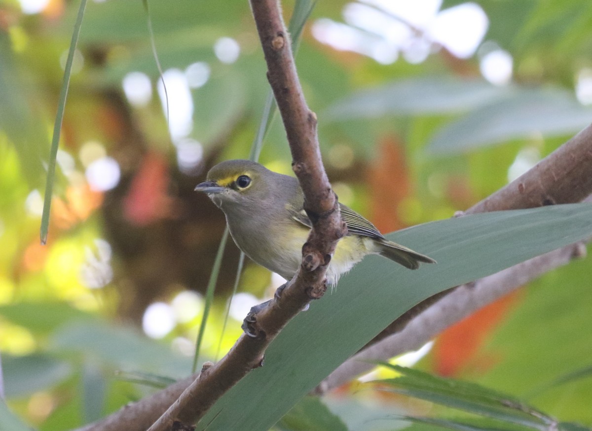 White-eyed Vireo - ML642872936