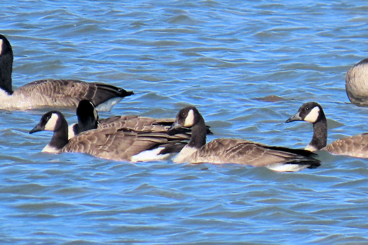 Cackling Goose - ML642872937
