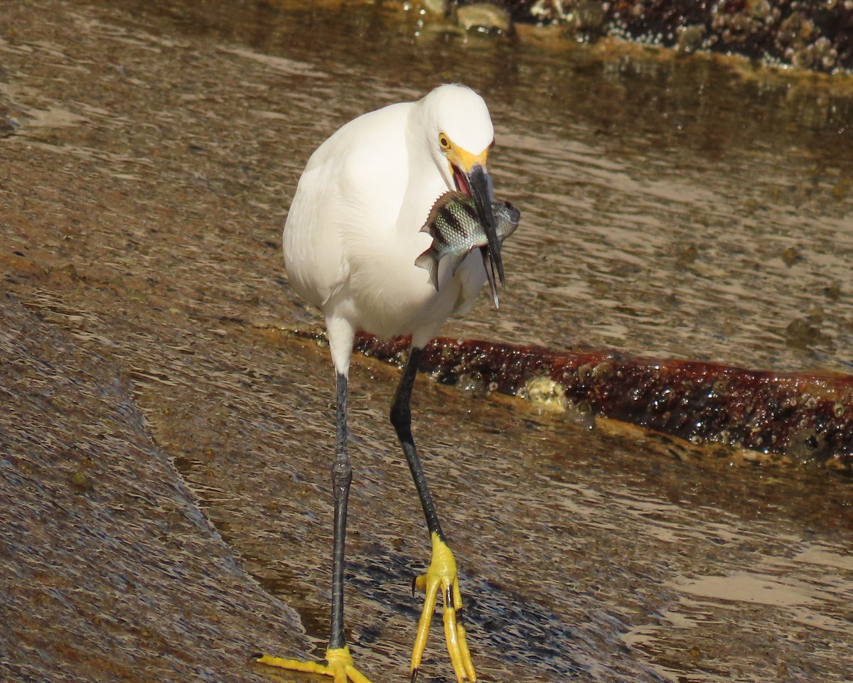 Snowy Egret - ML642872939